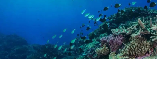 浅海