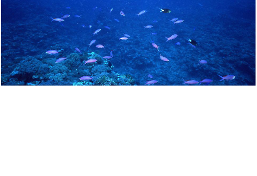 浅海